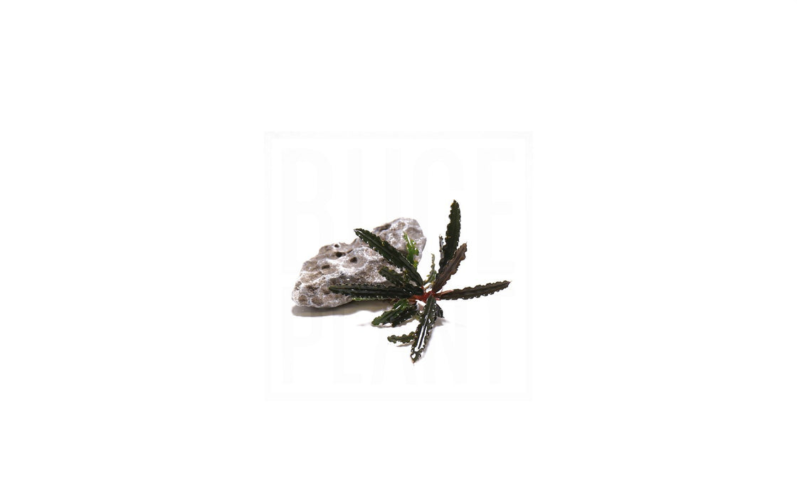 Bucephalandra Belindae - Buce Plant