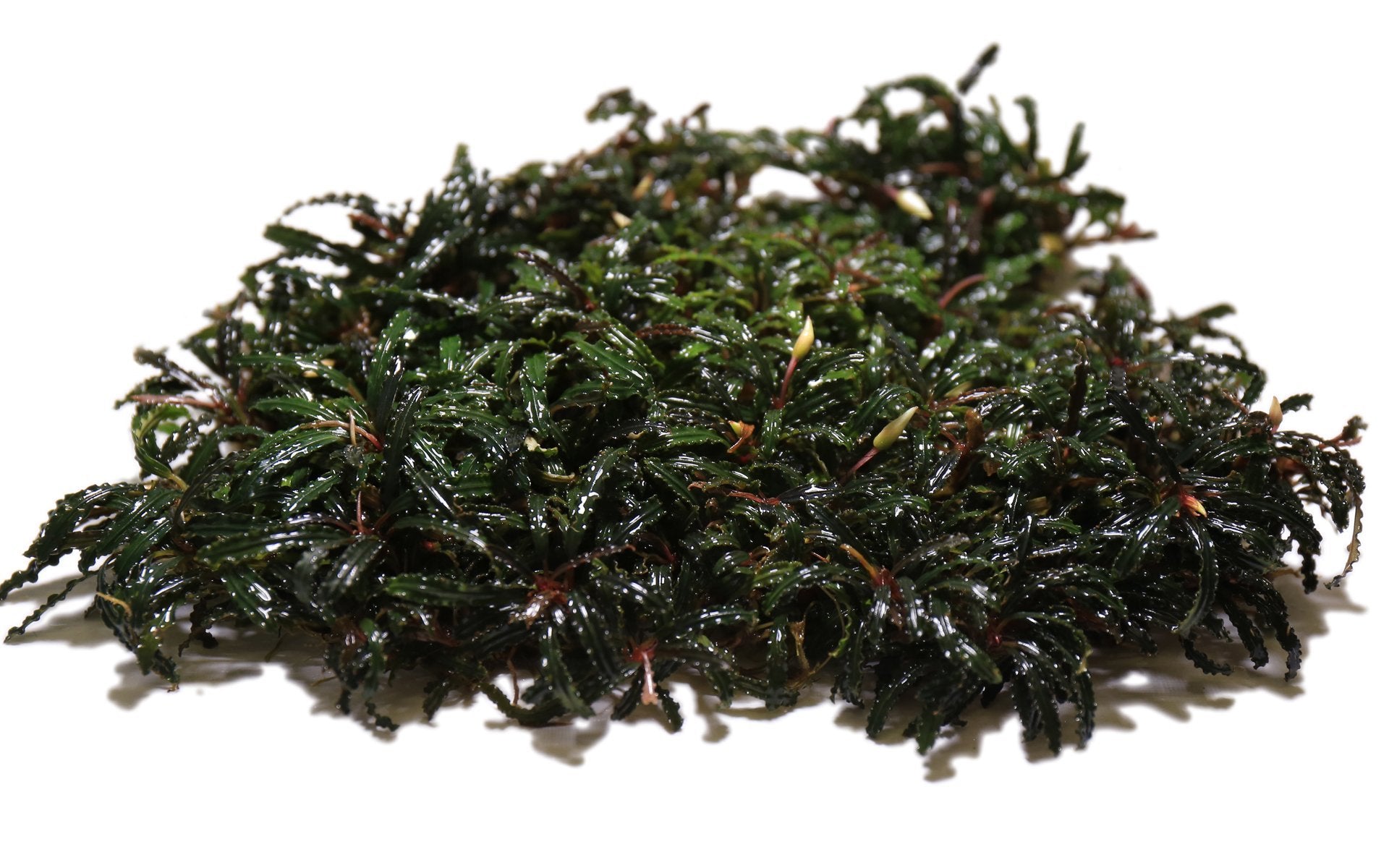 Bucephalandra Belindae - Aquascaping Plant — Buce Plant