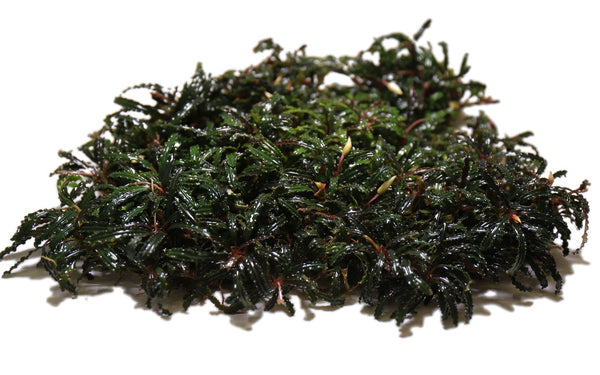 水草 Bucephalandra Bucephalandra Titan 2 — Buce Plant