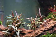 Bucephalandra Belindae Bucephalandra - Buce Plant