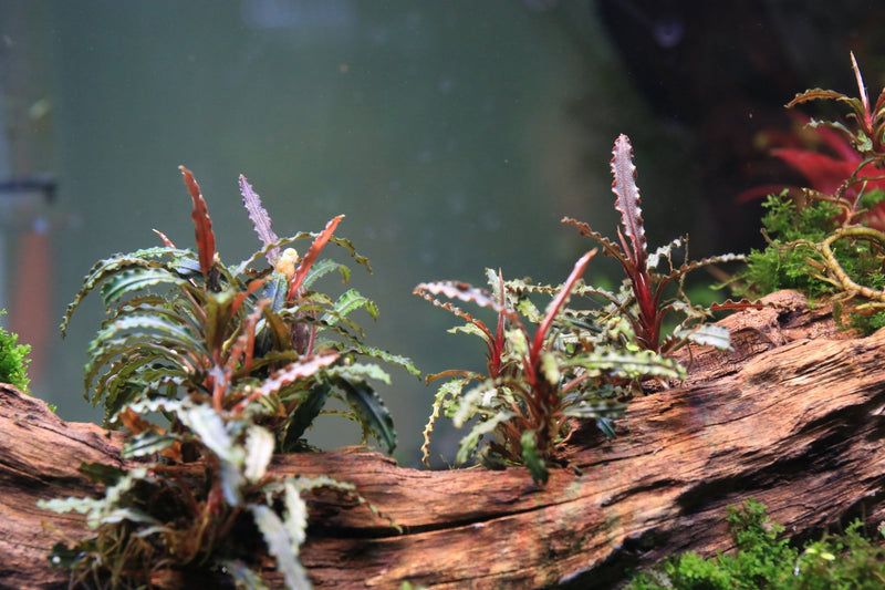 Bucephalandra Belindae Bucephalandra - Buce Plant