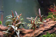Bucephalandra Belindae - Buce Plant