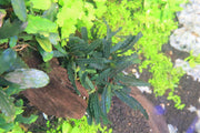 Bucephalandra Belindae Bucephalandra - Buce Plant