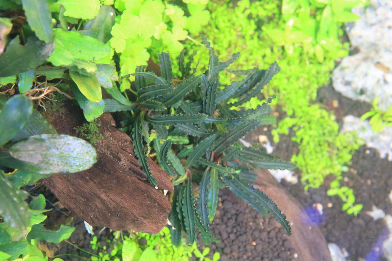 Bucephalandra Belindae Bucephalandra - Buce Plant