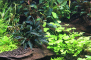 Bucephalandra Belindae Bucephalandra - Buce Plant