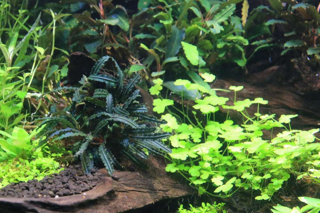 Bucephalandra Belindae used as foreground detailing in an aquascape.