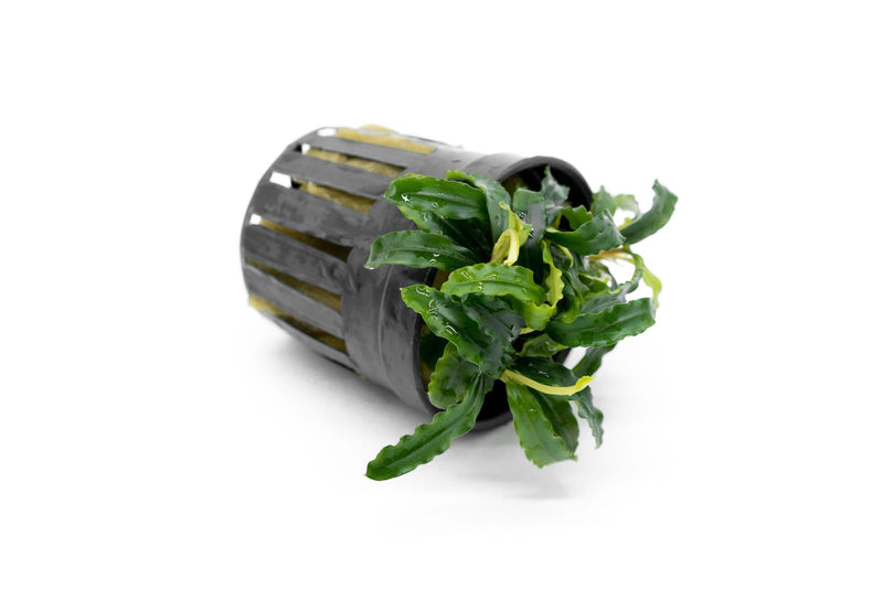 Bucephalandra Biblis Blue Sky (Farmed) Aquatic Plant - Buce Plant