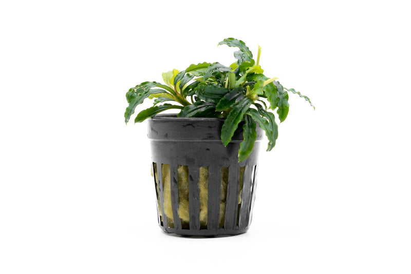 Bucephalandra Biblis Blue Sky (Farmed) Aquatic Plant - Buce Plant