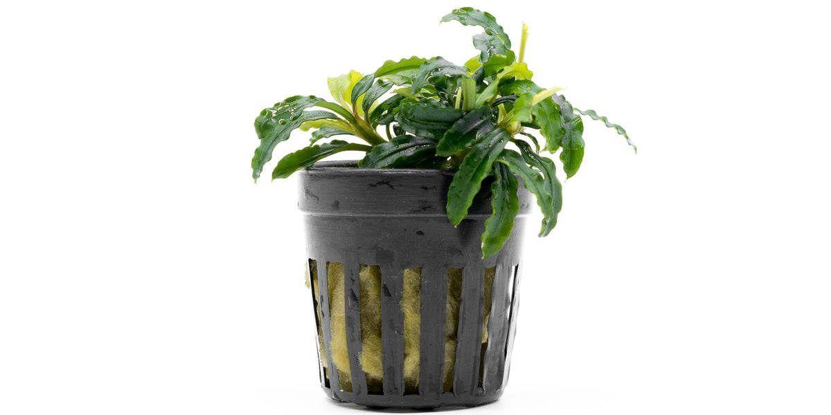 bucephalandra-biblis-blue-sky-