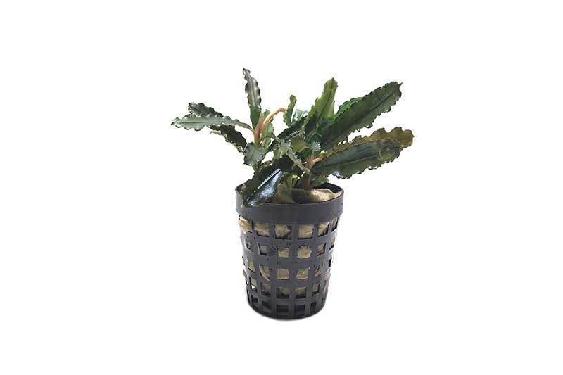 Bucephalandra Biblis Pot (Farmed) Bucephalandra - Buce Plant