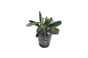 Bucephalandra Biblis Pot (Farmed) Bucephalandra - Buce Plant