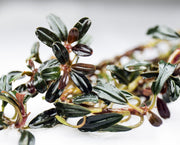 Bucephalandra Black Mist Bucephalandra - Buce Plant