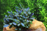 Bucephalandra Black Pearl Bucephalandra - Buce Plant