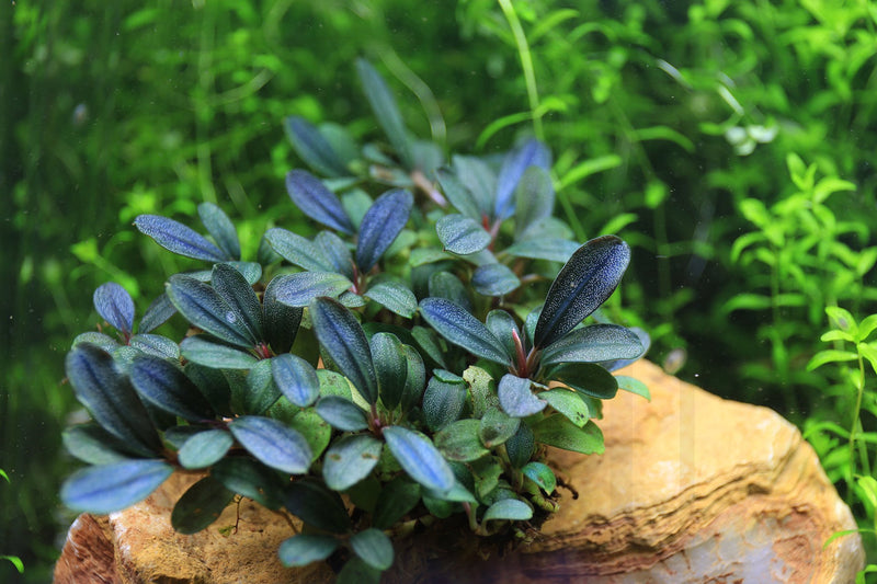 Bucephalandra Black Pearl Bucephalandra - Buce Plant