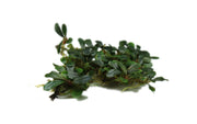 Bucephalandra Black Pearl Bucephalandra - Buce Plant