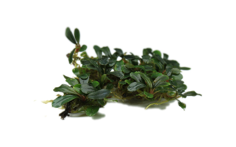 Bucephalandra Black Pearl Bucephalandra - Buce Plant