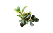 Bucephalandra Black Pearl Bucephalandra - Buce Plant