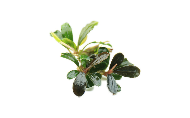 Bucephalandra Black Pearl Bucephalandra - Buce Plant