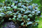 Bucephalandra Black Pearl Bucephalandra - Buce Plant