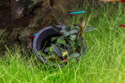 Bucephalandra Black Pearl Pot Bucephalandra - Buce Plant