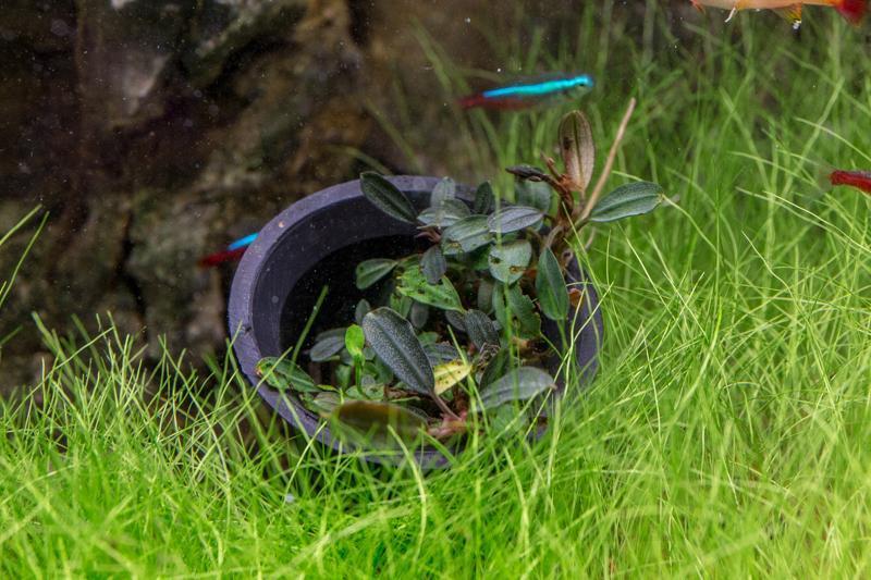 Bucephalandra Black Pearl Pot Bucephalandra - Buce Plant