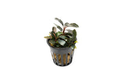 Bucephalandra Black Pearl Pot Bucephalandra - Buce Plant