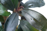 Bucephalandra Black Pearl Pot Bucephalandra - Buce Plant