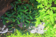 Bucephalandra Black Tears Bucephalandra - Buce Plant