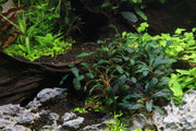 Bucephalandra Black Tears Bucephalandra - Buce Plant