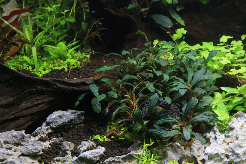 Bucephalandra Black Tears Bucephalandra - Buce Plant