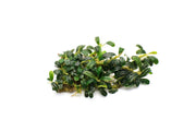 Bucephalandra Black Tears Bucephalandra - Buce Plant
