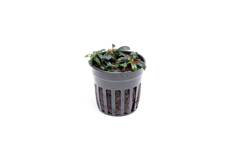 Bucephalandra Boyan Mini Narrow Aquatic Plant - Buce Plant