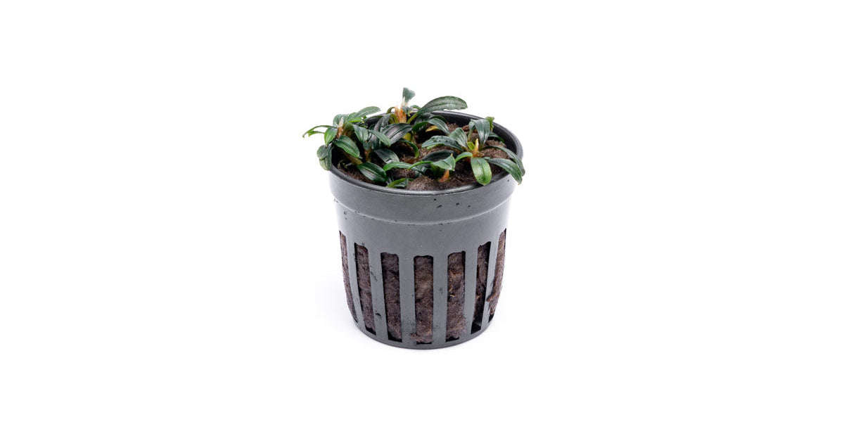 Bucephalandra Boyan Mini Narrow - Aquascaping Plant — Buce Plant