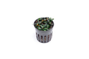 Bucephalandra Boyan Mini Narrow Aquatic Plant - Buce Plant