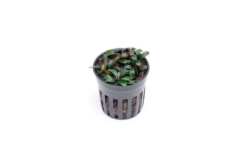 Bucephalandra Boyan Mini Narrow Aquatic Plant - Buce Plant