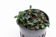 Bucephalandra Boyan Mini Narrow Aquatic Plant - Buce Plant