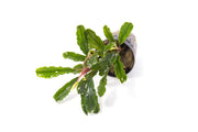 Bucephalandra Broad Wavy Pot (Farmed) Bucephalandra - Buce Plant
