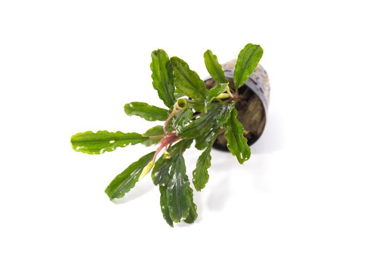 Bucephalandra Broad Wavy Pot (Farmed) Bucephalandra - Buce Plant