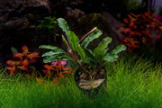 Bucephalandra Broad Wavy Pot (Farmed) Bucephalandra - Buce Plant