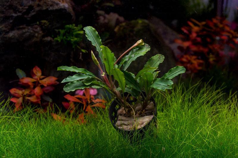 Bucephalandra Broad Wavy Pot (Farmed) Bucephalandra - Buce Plant