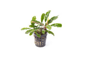 Bucephalandra Broad Wavy Pot (Farmed) Bucephalandra - Buce Plant
