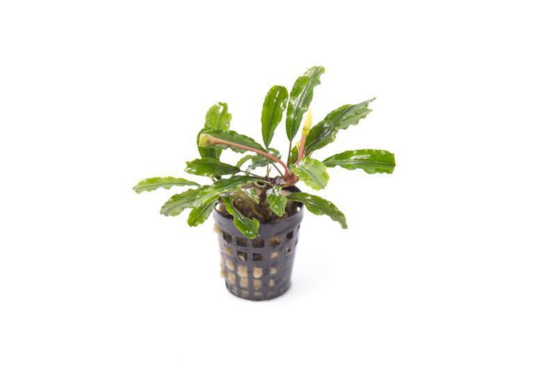 Bucephalandra Broad Wavy Pot (Farmed) Bucephalandra - Buce Plant