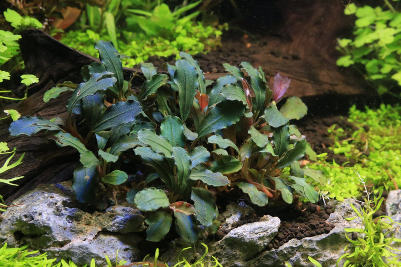 Bucephalandra Bronze Red Bucephalandra - Buce Plant