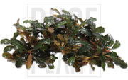 Bucephalandra Bronze Red Bucephalandra - Buce Plant