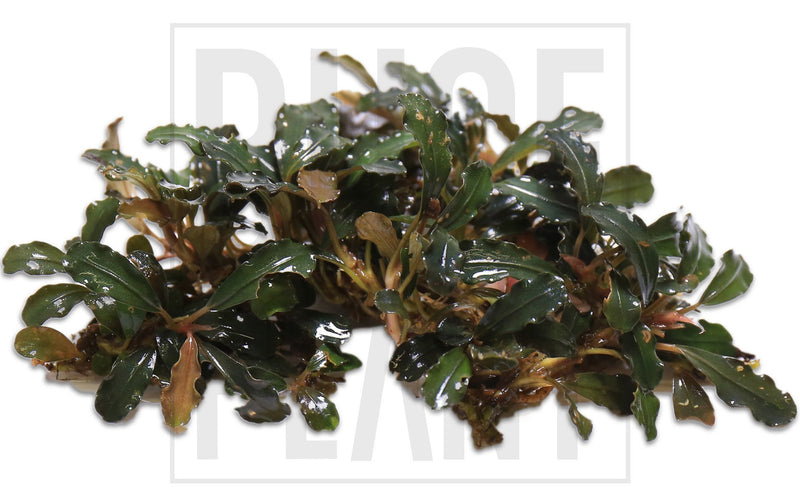 Bucephalandra Bronze Red Bucephalandra - Buce Plant