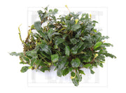 Bucephalandra Bronze Red Bucephalandra - Buce Plant