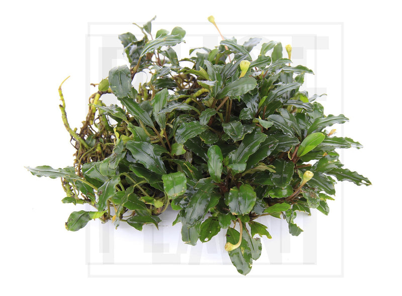 Bucephalandra Bronze Red Bucephalandra - Buce Plant