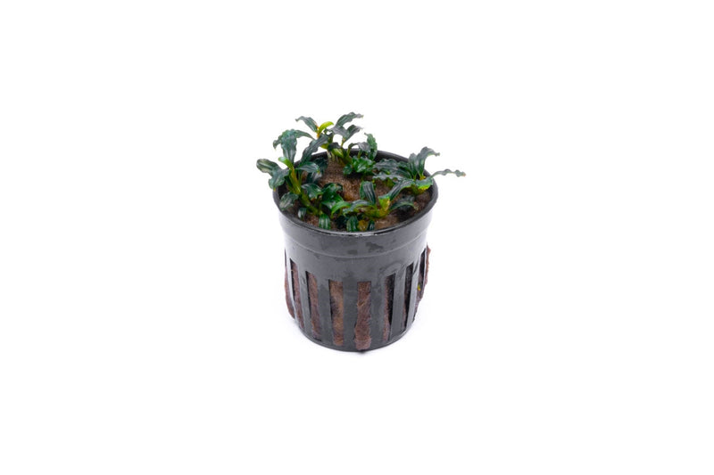 Bucephalandra Brownie Adinda Bucephalandra - Buce Plant