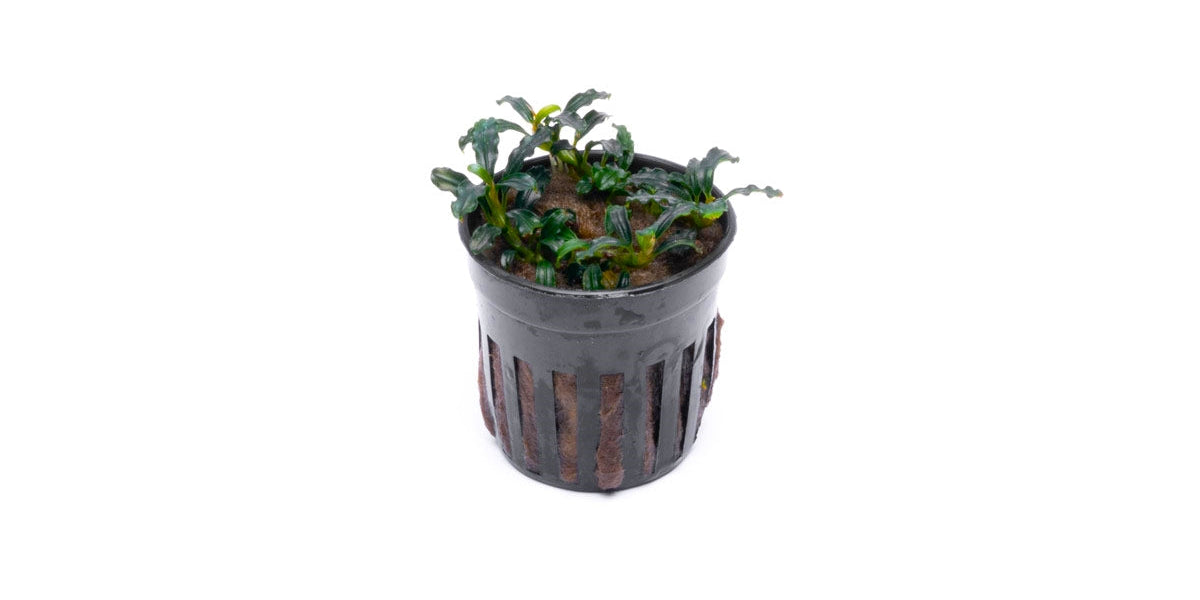 Bucephalandra Brownie Adinda Buce Plant for Planted Aquarium