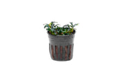 Bucephalandra Brownie Adinda Bucephalandra - Buce Plant